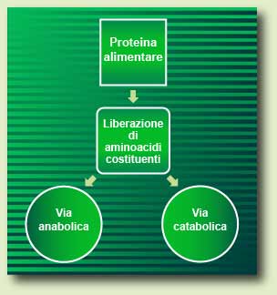 Dietary Protein Metabolism